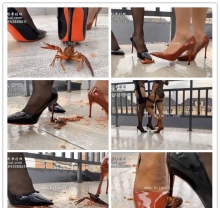 【執念大大】雙S紅黑高跟VS一群淫蕩的偷窺絲襪美腿龍蝦